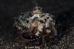 I N V E R T E B R A T E
Octopus (Octopoda)
Anilao, Phil... by Irwin Ang 
